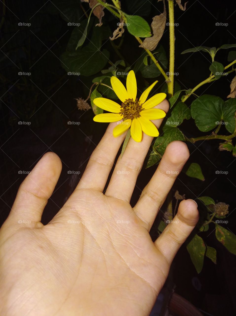 Sunflower In The Night 🌙