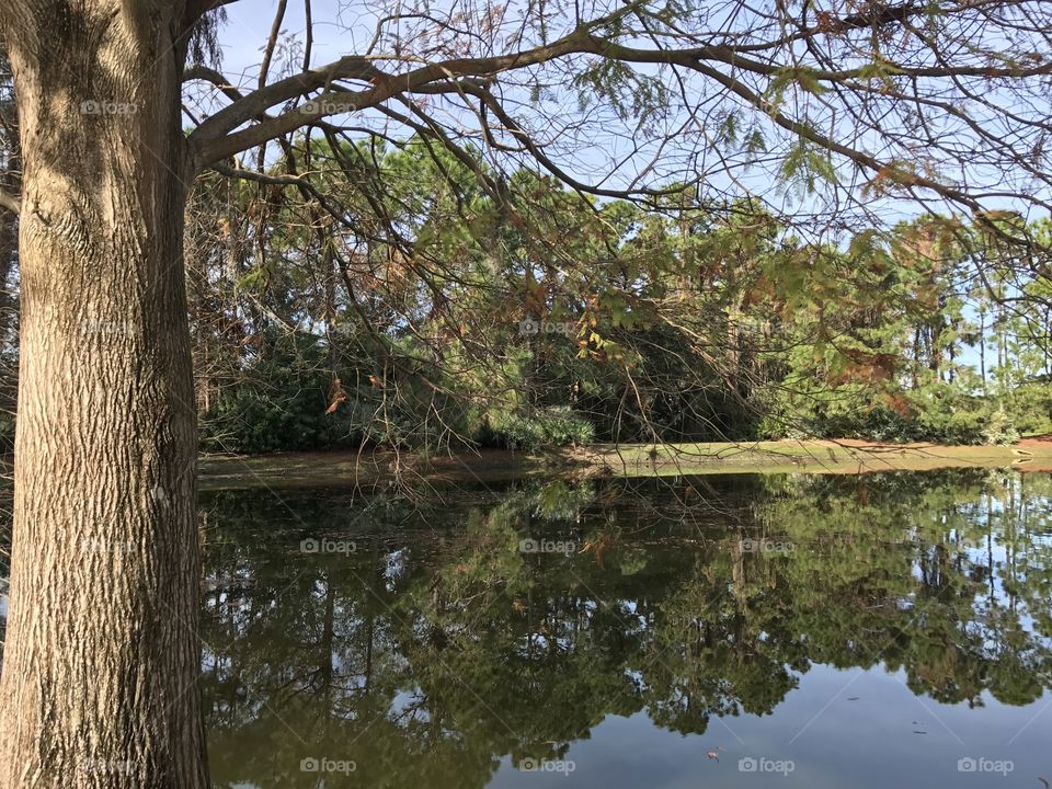 Listening tree