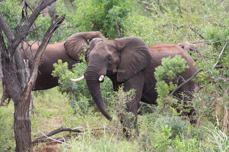 Wild elephants