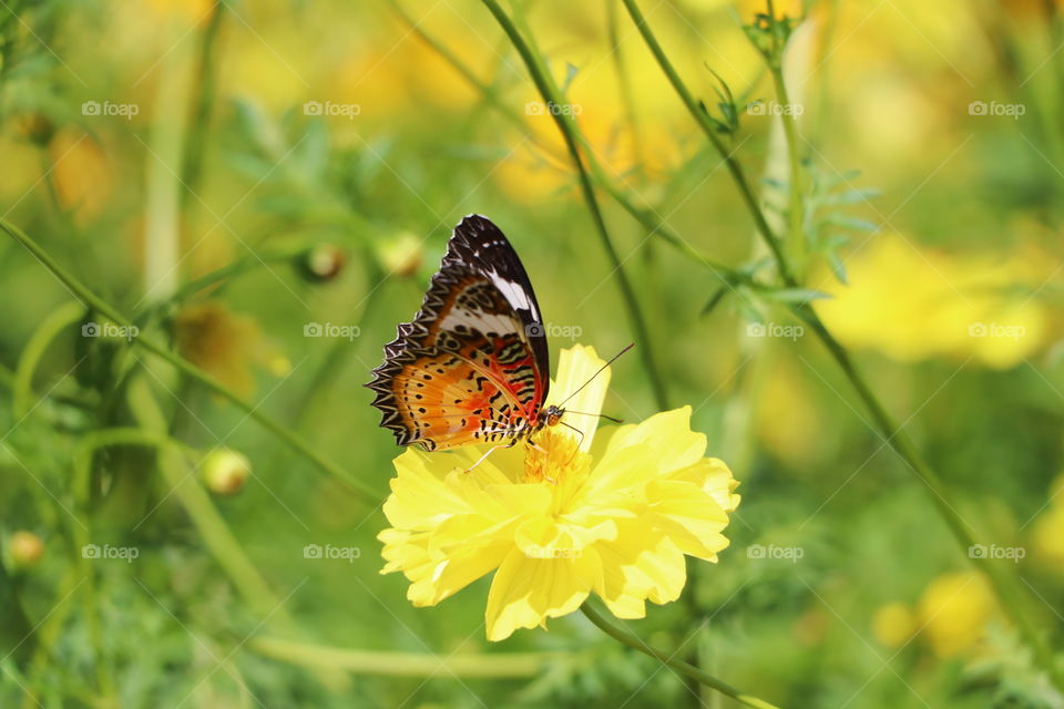 Butterfly at phu filom national park - thailand