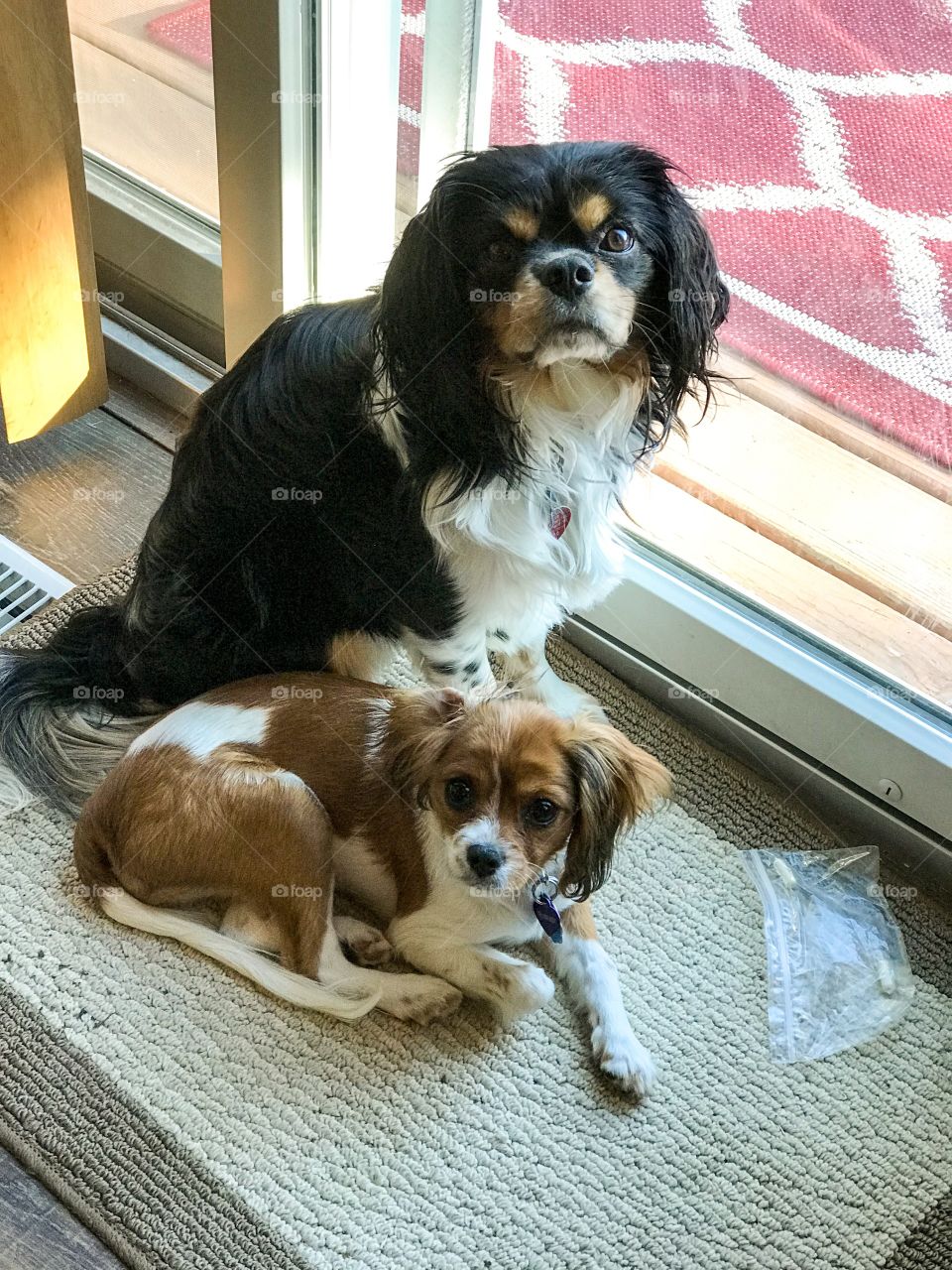Photo of 2 Cavalier King Charles Puppies 