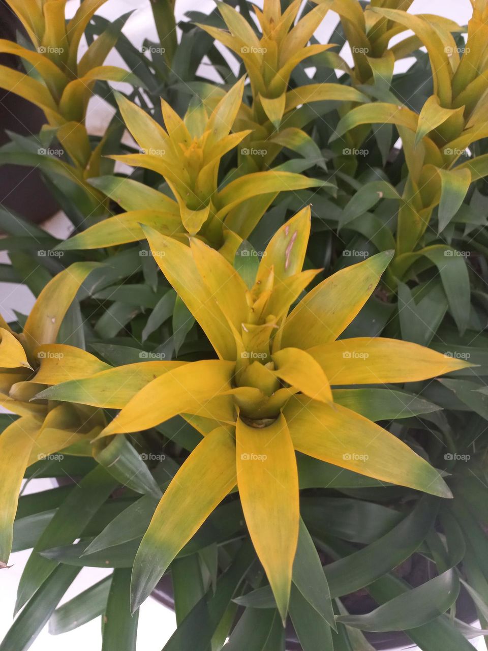 Bromélia Guzmânia amarela é uma planta ornamental, com cores e beleza deslumbrante, que adiciona um toque especial a qualquer ambiente, graças às suas folhas perenes, longas, delgadas e inflorescências brilhantes.