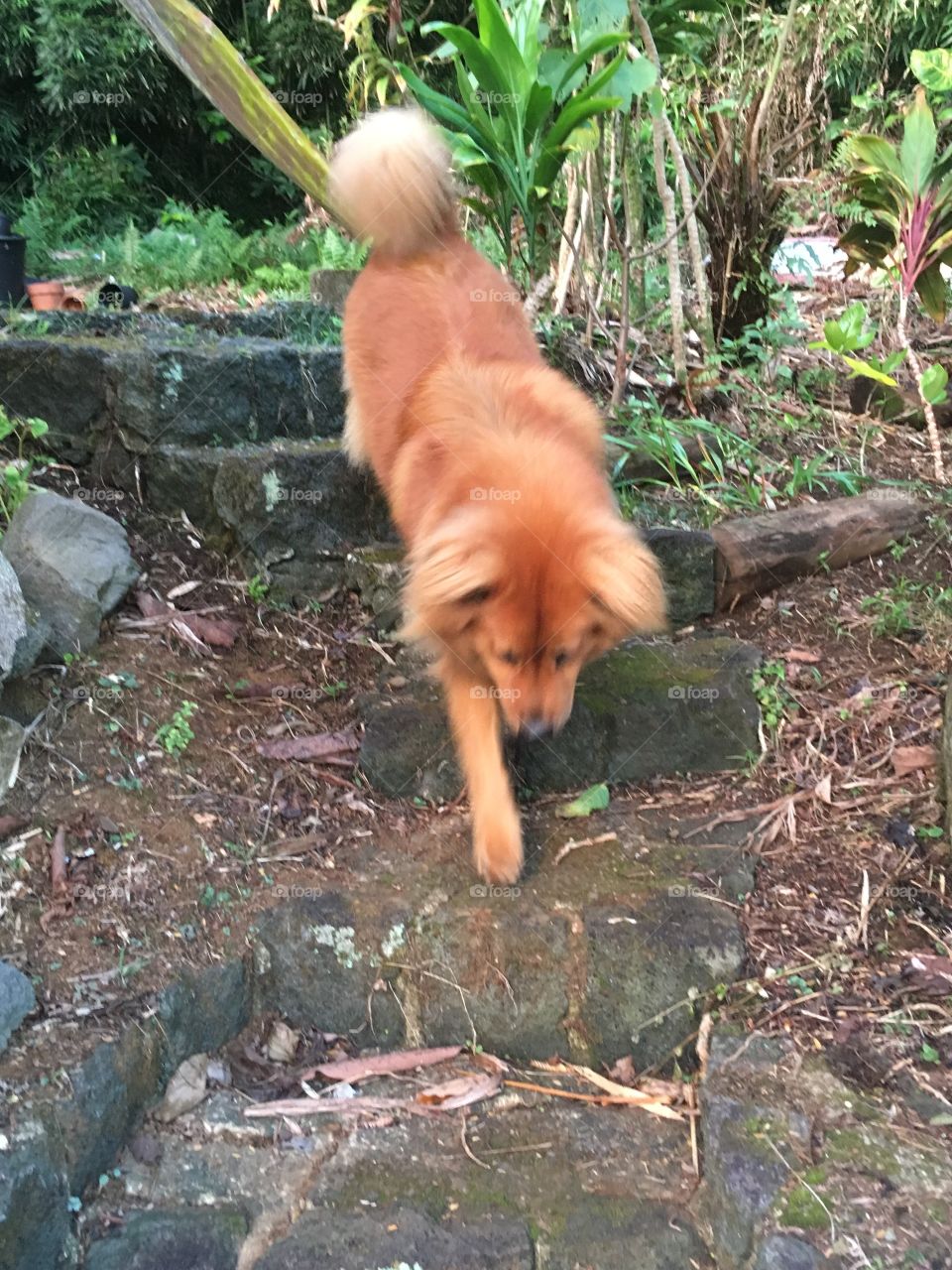 Red dog running on stairs