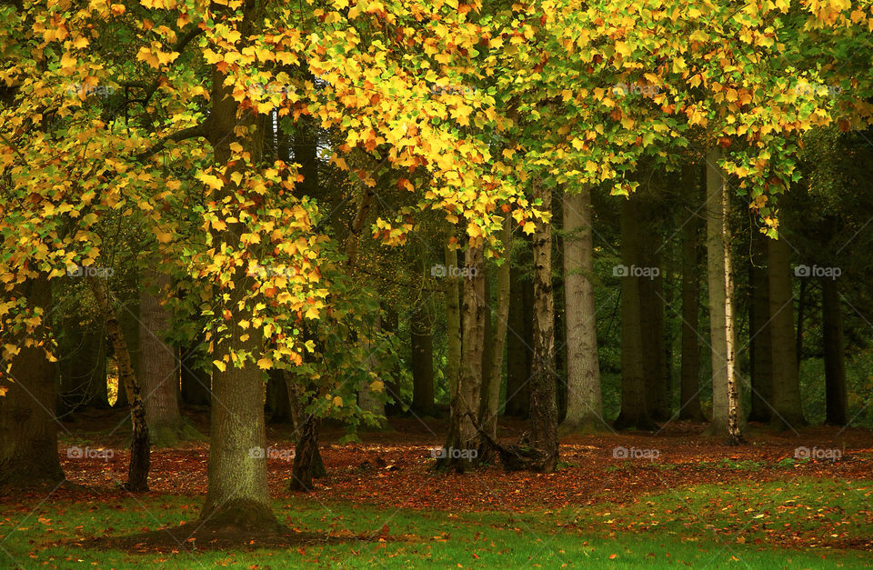 nature tree england leaves by resnikoffdavid