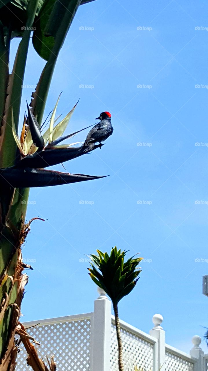 Bird of Catalina