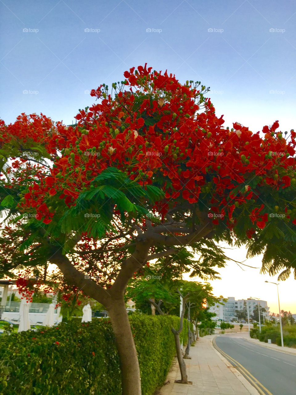 Orange tree