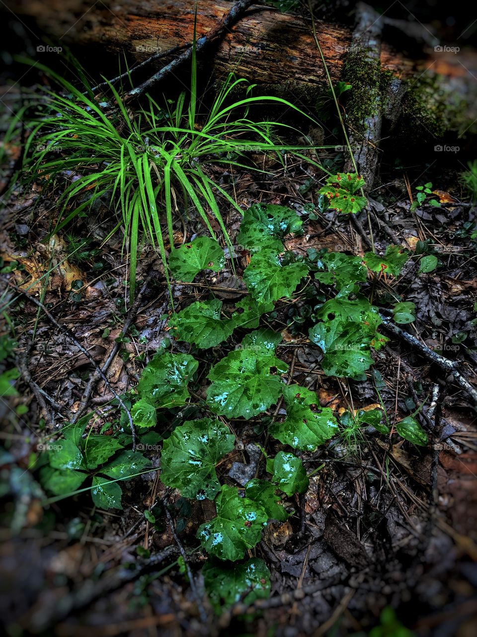 Rain On The Forest Floor