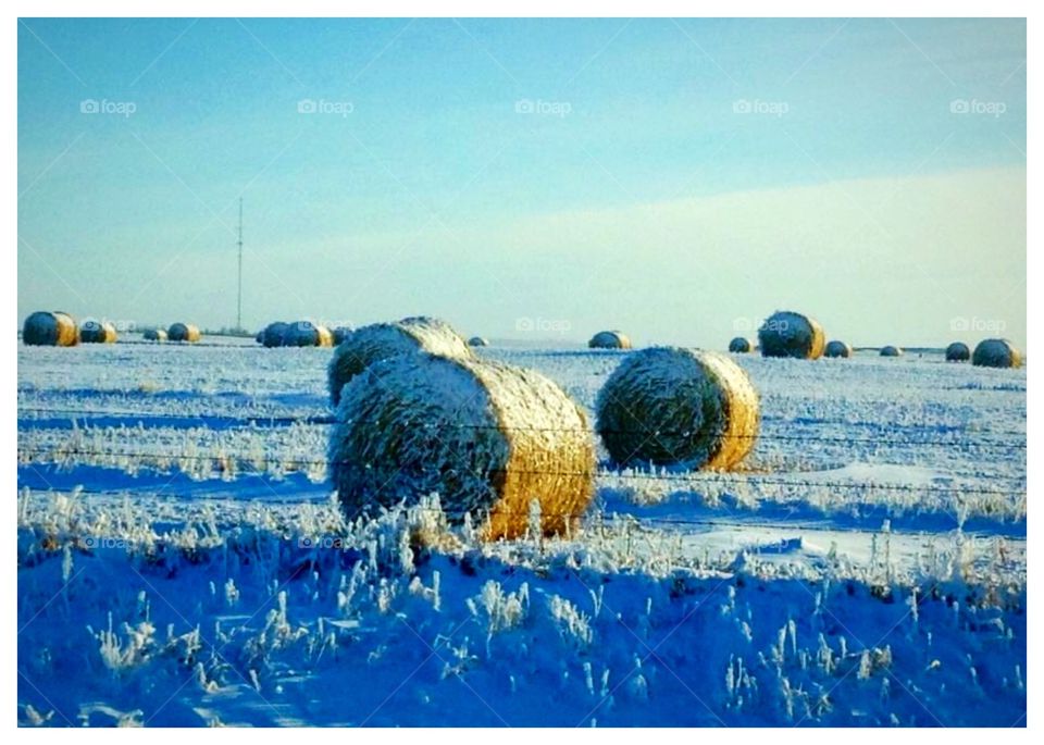 Hay bales 