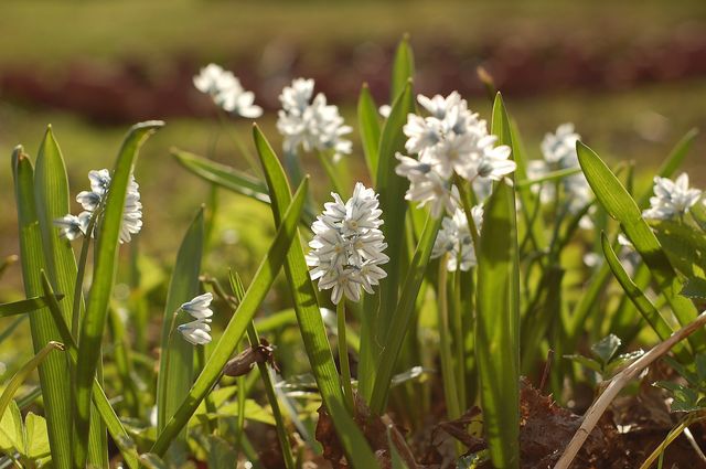 spring flowers