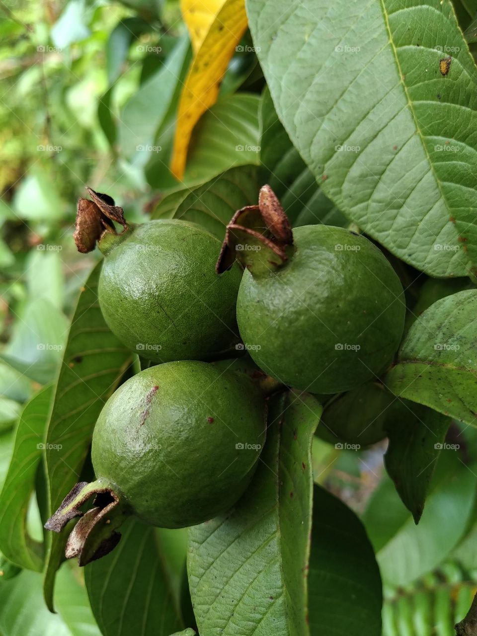 Natural view of guava fruits