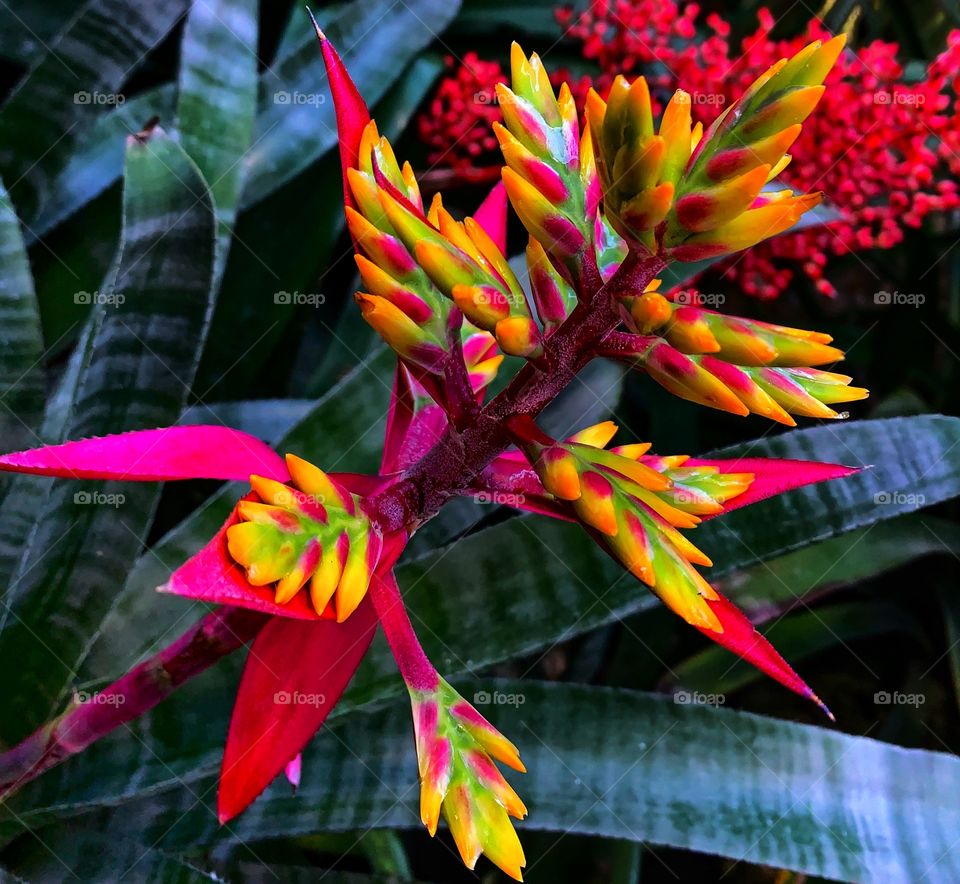 Beautiful red, yellow, and green plant—taken in Chicago, Illinois 