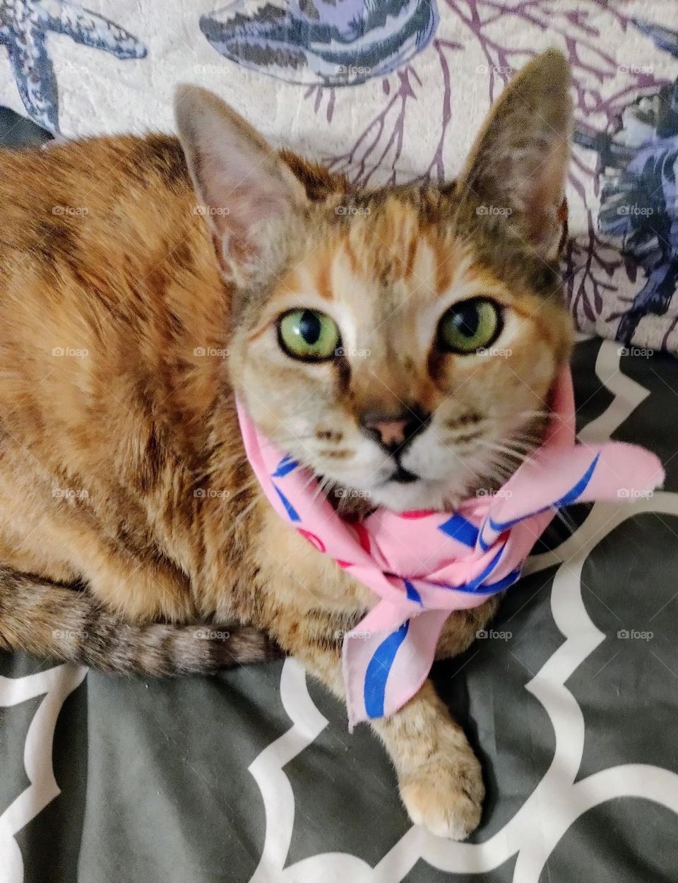 Looking cute in her PetSmart bandanna (she hated wearing it but forgave me for putting it on her)!