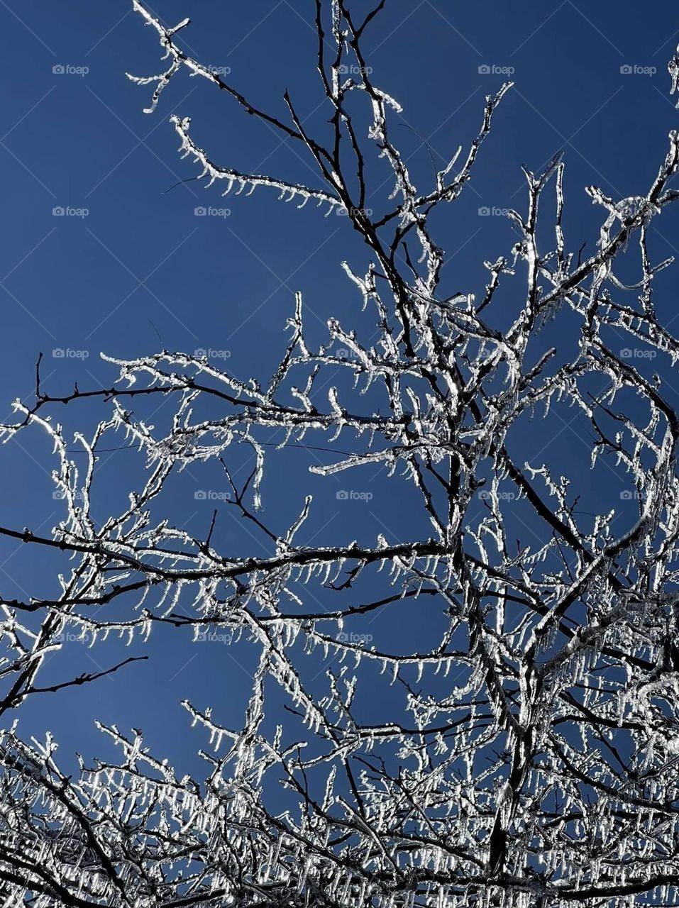 Ice covered branches