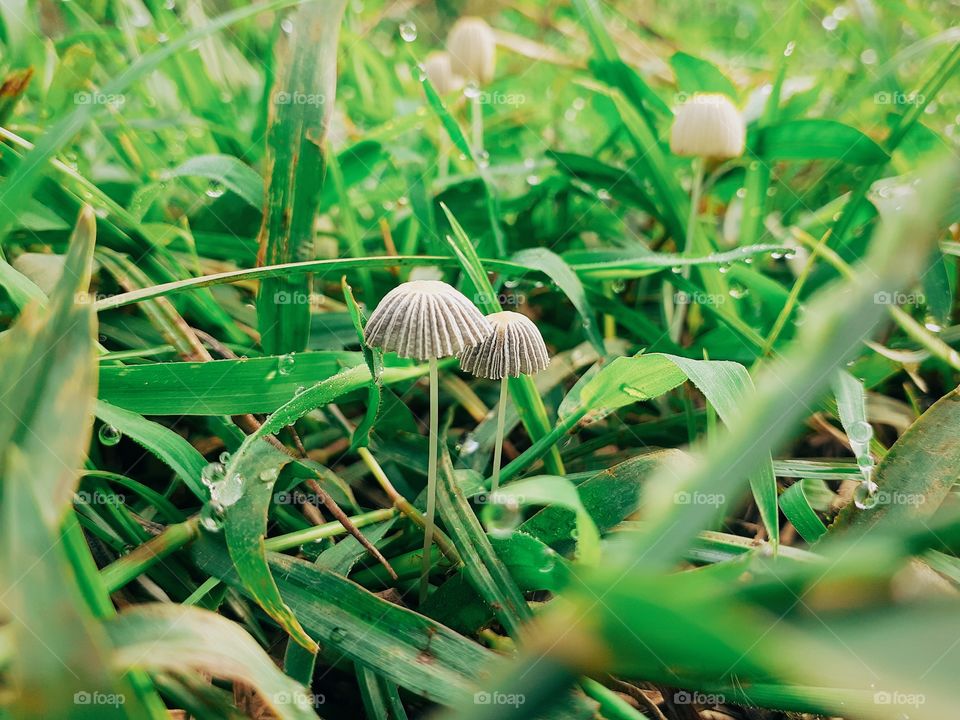 Mushroom on the garden
