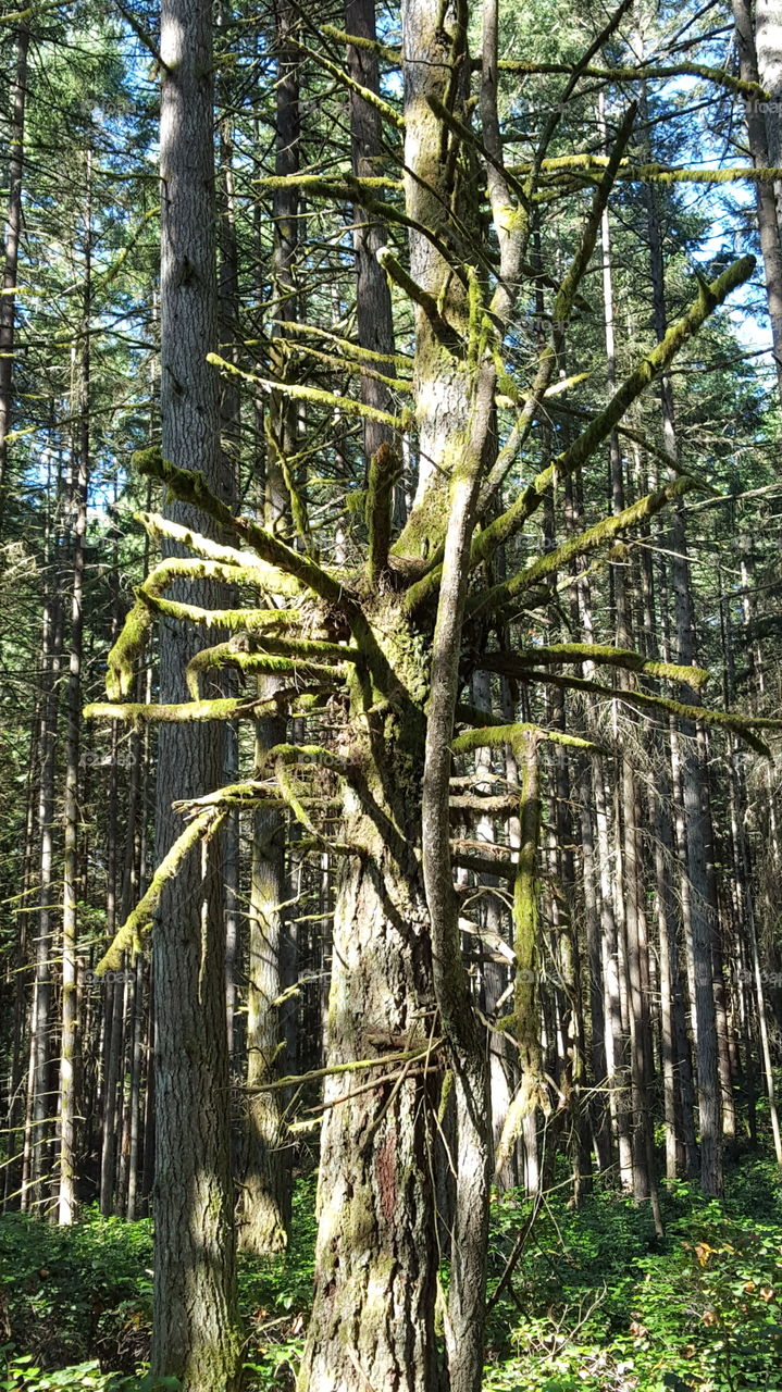 mossy branches