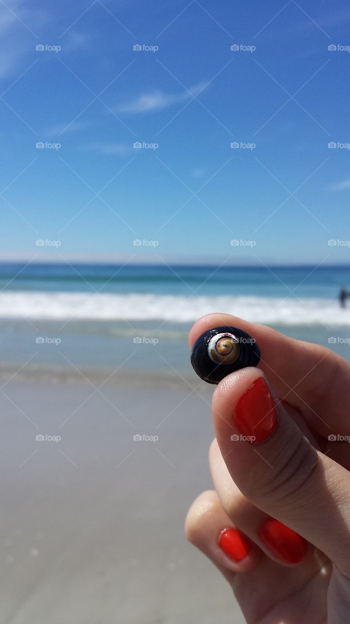 seashell by the seashore