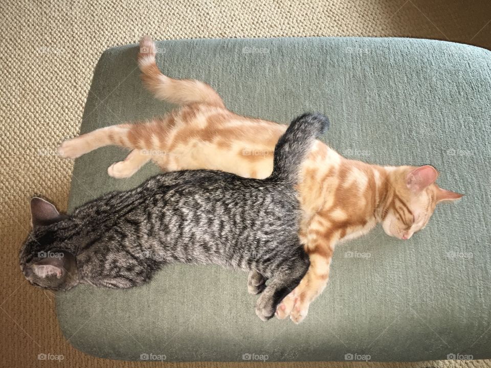 Kitten love 