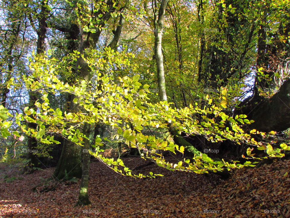 Wood, Leaf, Landscape, Tree, Nature