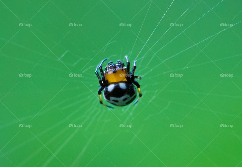 Spider (macro photo