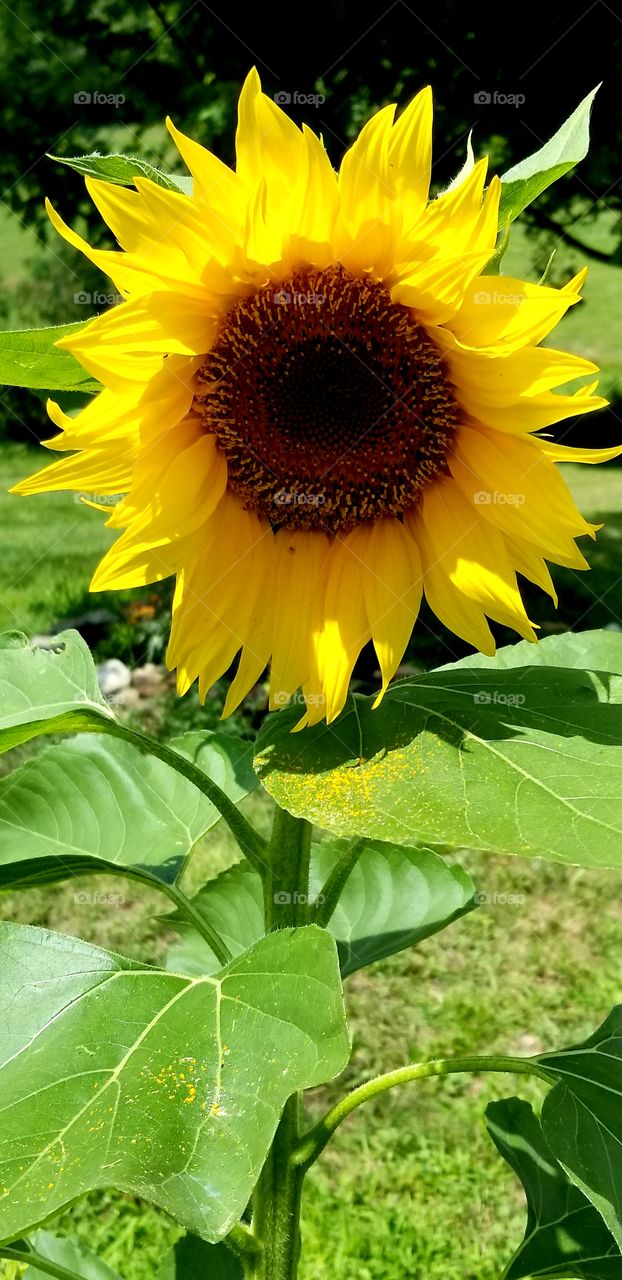 my sunflower