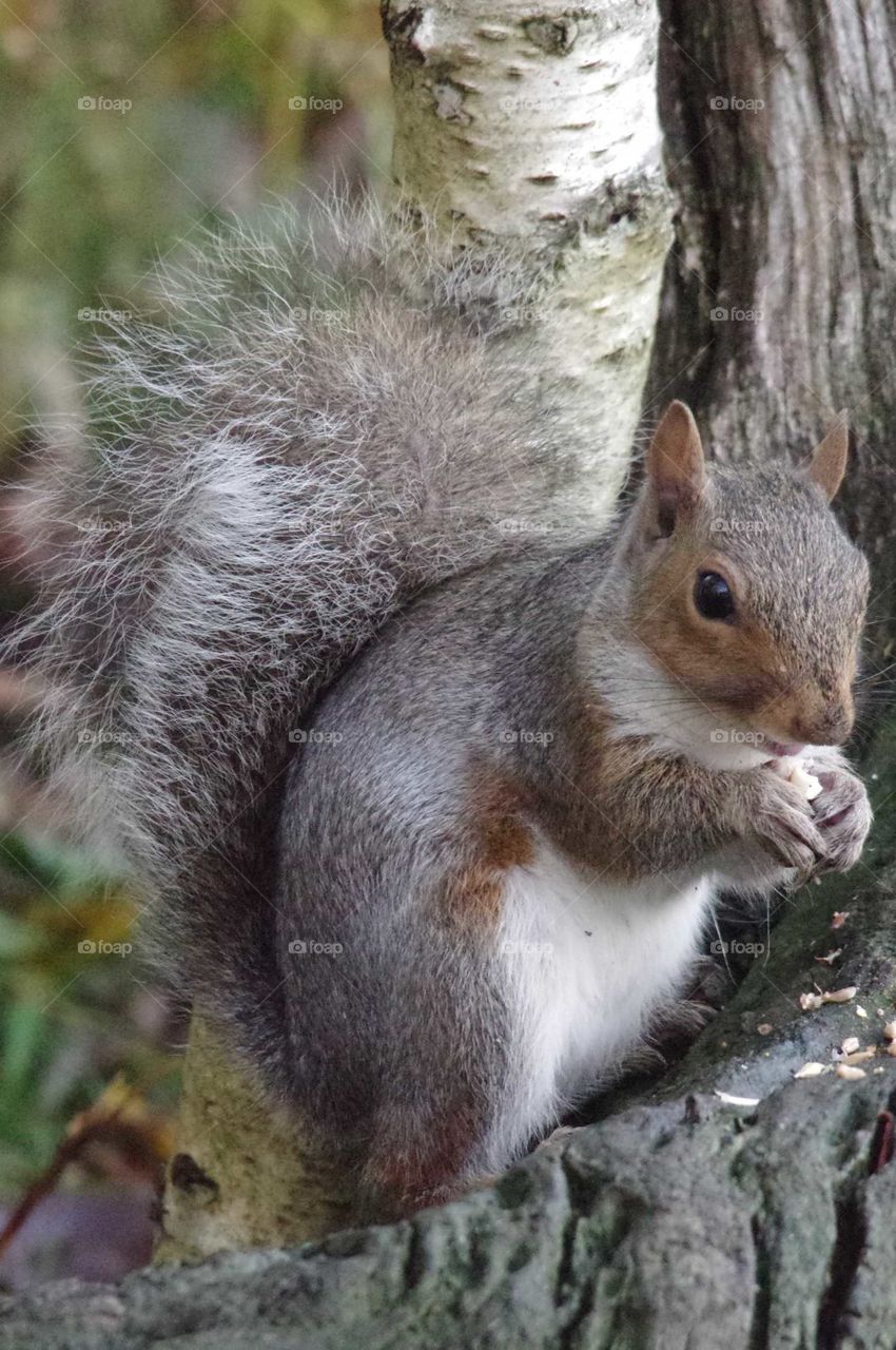 Squirrel eating on a log with bushy tail