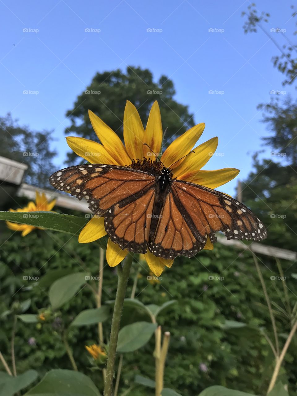 Monarch loves sunflower. 