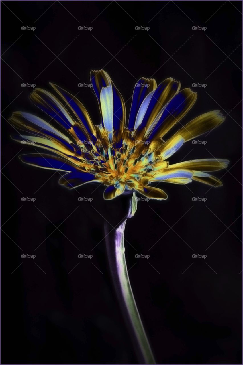 Solarized Flower