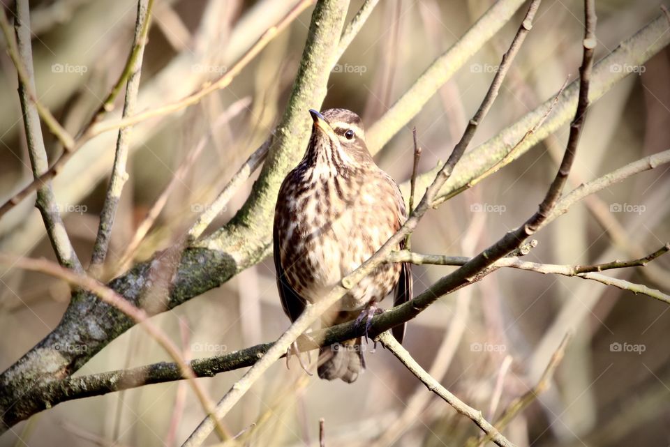Thrush on the branch