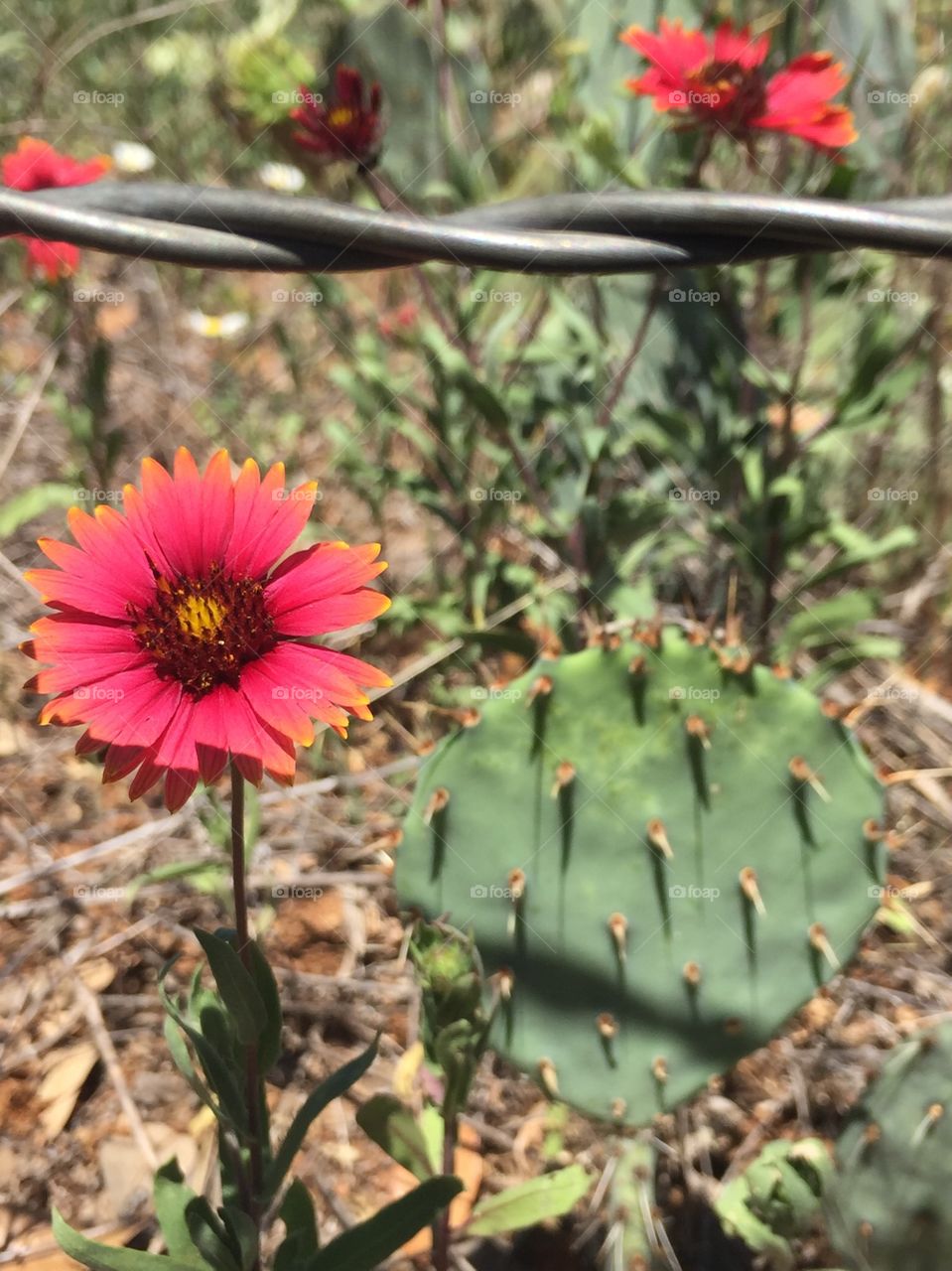 Wildflower growing next to a Cactus and a Fence