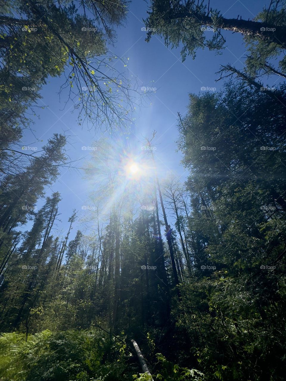 Sun shining down through the trees