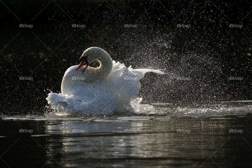 Swan dance with droplets in a pond