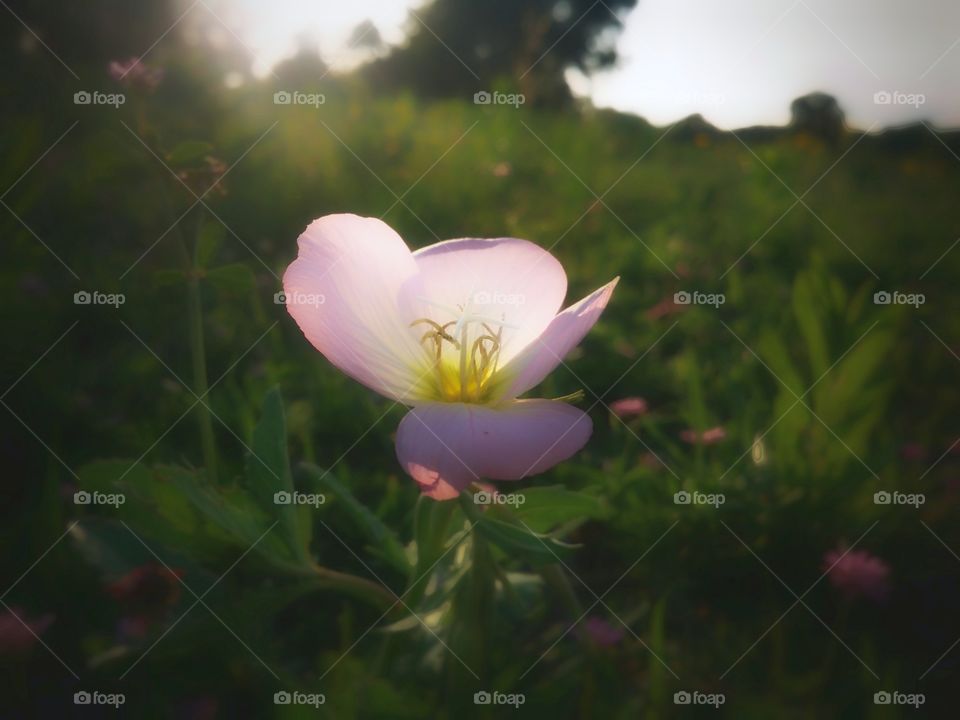 Pink Wildflower