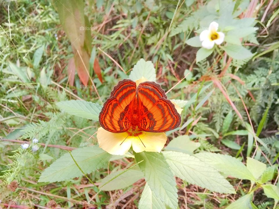The butterfly is sucking turnera flower exctract