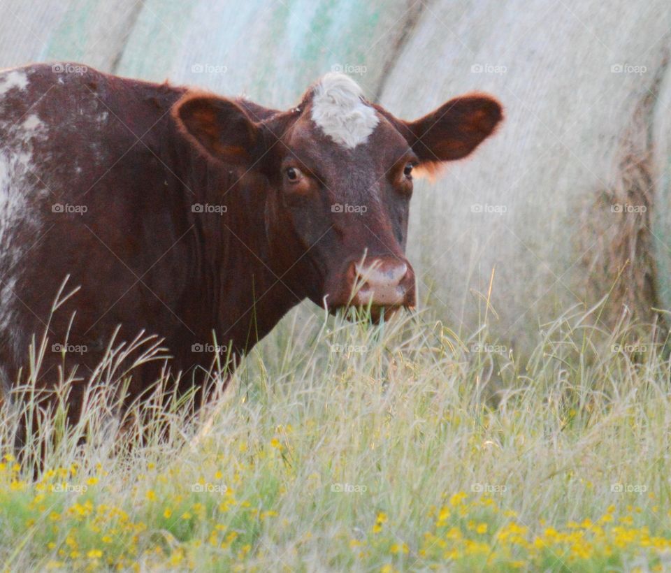Shorthorn cow in the pasture. 