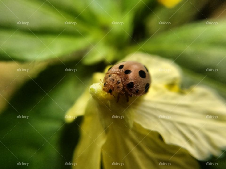 ladybug eating yellow flower
