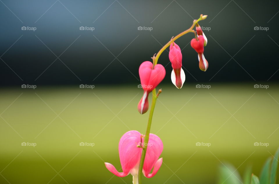 Heart shape flower