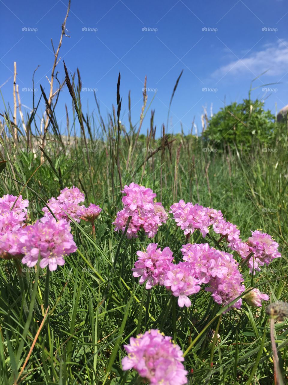 Thrift close up