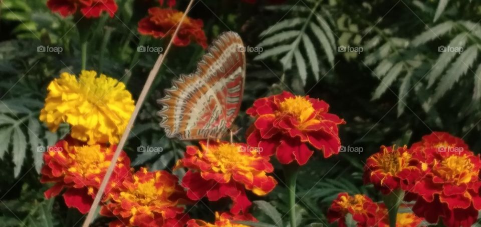 A beautiful  scenery of   butterfly  on red yellowish merry gold flowers, in my little flower  garden  in last winter.