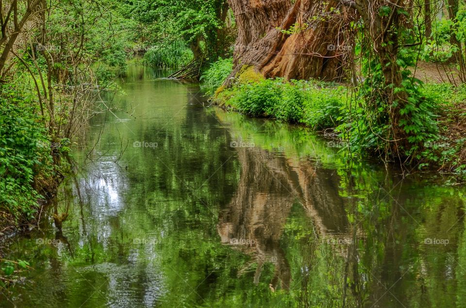 Reflection in Giverny 