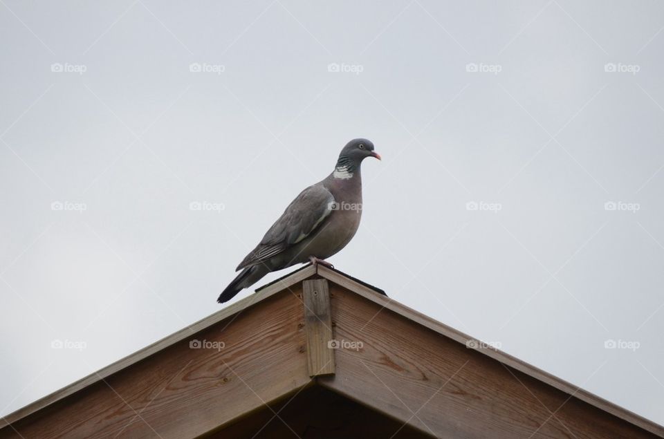 Wood pigeon on wooden shed.