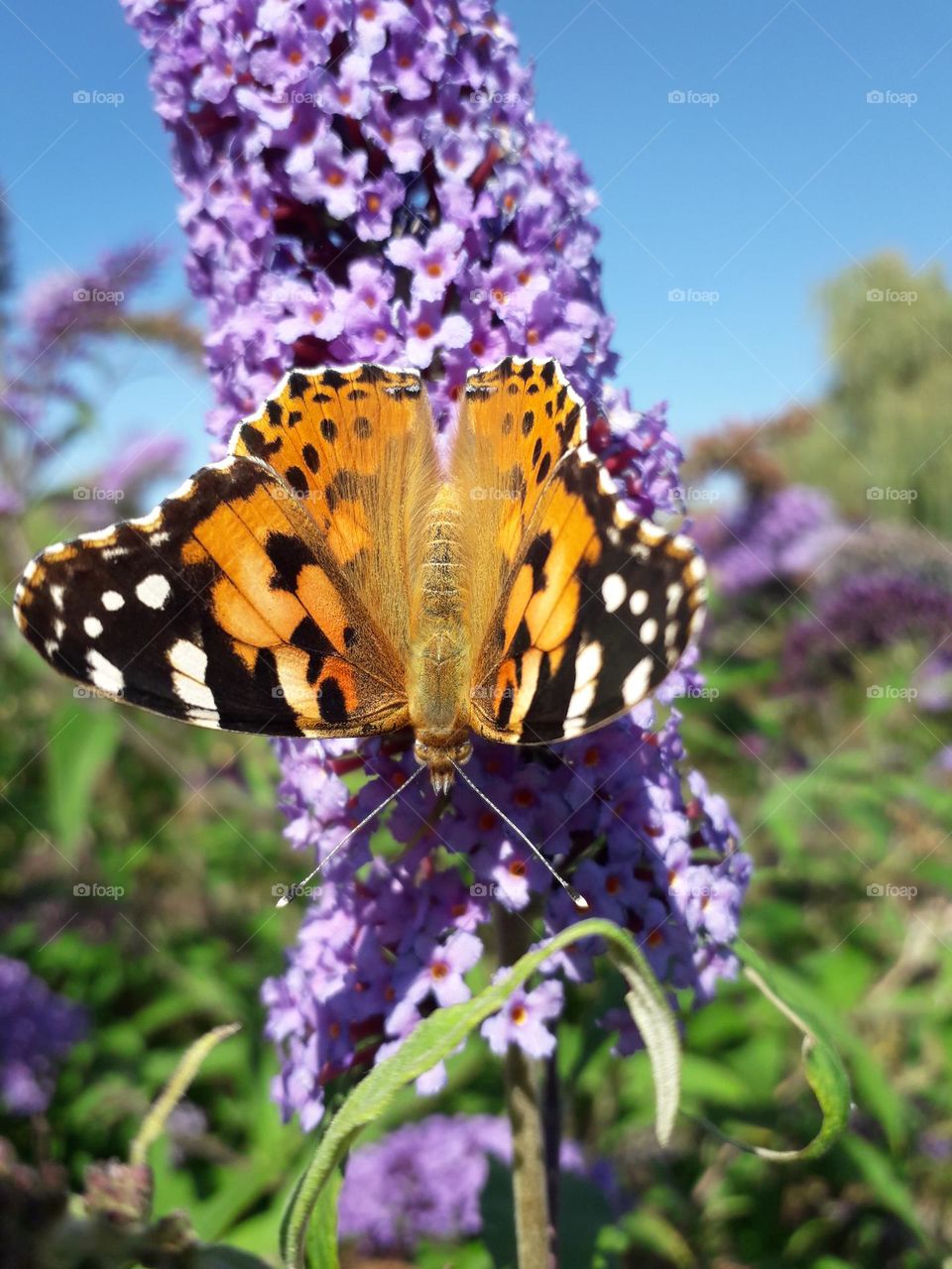 Beatiful butterfly on a purple flower