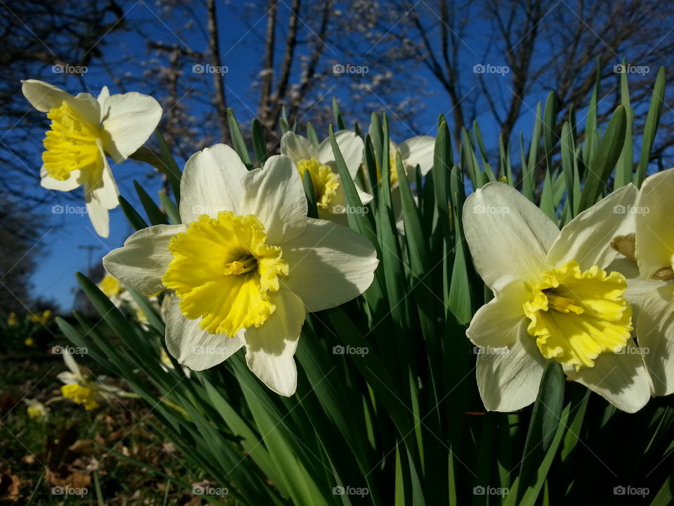 Daffodils on a beautiful spring day. Daffodils blooming in early spring