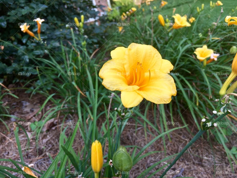 Daffodils 