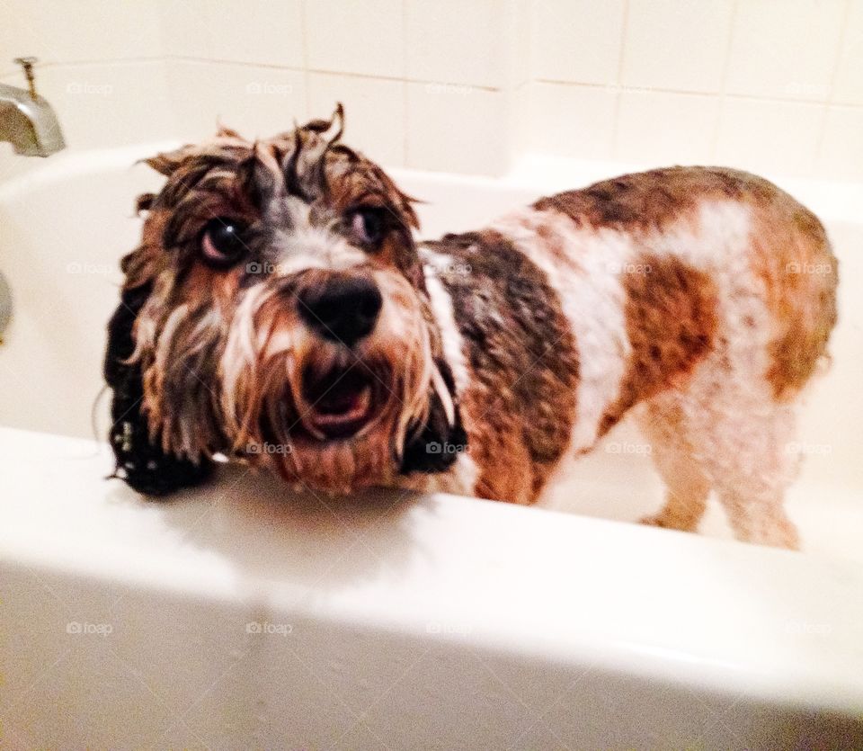 Wet dog in a bathtub