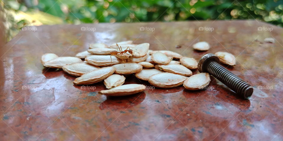 Ant on seeds