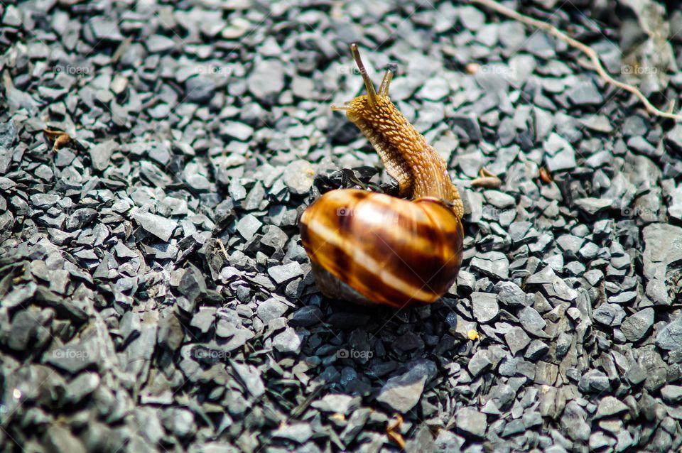 Snail in the forest