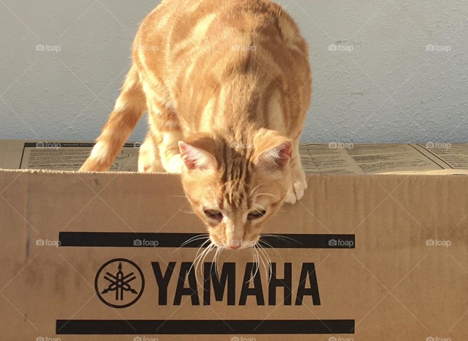 Ginger cat exploring cartoon