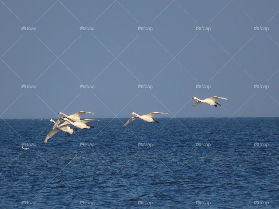 Swans in flight