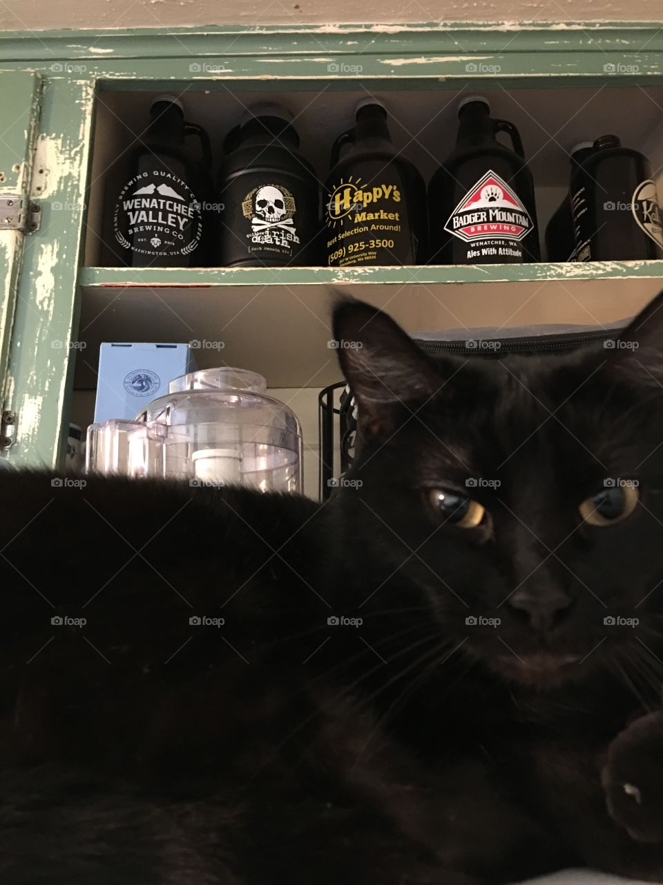 Cat sitting on the fridge with growlers in the background.