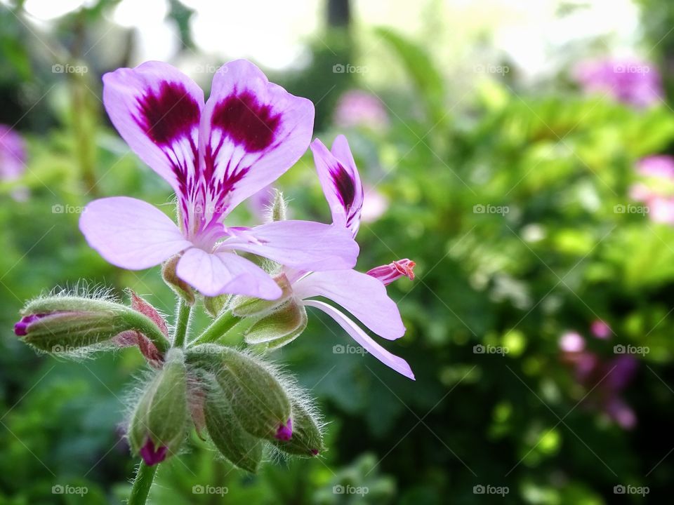 The beauty of spring